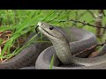 The venomous snakes of Africa - SAVANNAS, Boomslang, Rinkhals, spitting cobras, Black mamba