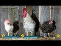 Chicken Roosts: What Are Perches and Why Your Hens Need Them