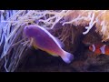 Serene Subaquatic 4K🦕Tranquil Underwater Worlds & Fish 🐳Meditation Music
