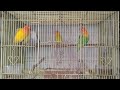 🦜🕊️🕊️Sleep Inducer: Nature's Flute by Lovebird's Chirping
