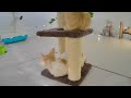 🤣 New Funny Cats and Dogs Videos 😂😸 Best Funny Catss 2024 😅