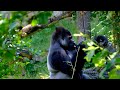World of Animals 4K - Scenic Wildlife Film With Calming Music - Sound Relax