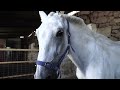 RIDDEN BUT UNABLE TO WALK | Tenerife Horse Rescue