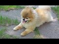 It's very hot for a mini pomeranian in the country!