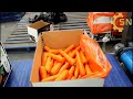 Agriculture Technology - How Carrots are Harvested & Processed | SN Machines