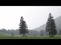 Light Rain on the Mountain Meadows / Nature Sounds (relax, sleep,...)
