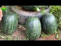 Special Technique for grafting banana with watermelon stimulates super fast and big fruit production