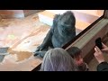 Gorilla girl plays happily with her best friend boy｜Shabani Group/Annie