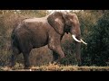 Animals Of Africa 4K - Relax / Background Music - Ryan Bommarito