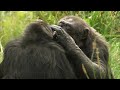 Chimp Politics | Chimp TV | BBC Studios