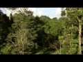 Almendro Tree of Life - Go Wild