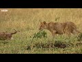 Little Lion Runs Into Big Buffalo | Little Big Cat | BBC Earth Kids