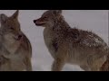 The Yellowstone Coyote: From Top Dog To Underdog | Real Wild