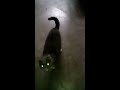 Grey Cat wants cat food