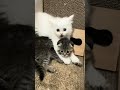 Funny Animals 🤣 Funniest Cat and Dog Videos 😹🐶 #106