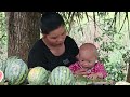 Single mother harvests watermelons and melons