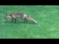 Red fox chomps down on delicious hamburger