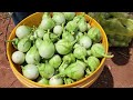 eggplant plantation from seeding to harvest, drip water system and care ¡