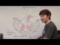 The Endocrine System | The Hypothalamus & Pituitary Gland | The Institute of Human Anatomy