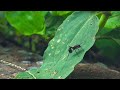 Ants at Work: Relaxing Music with Ant Colony Footage