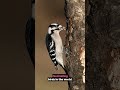 Fascinating facts about woodpeckers, did you know them? #animals