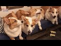 Eight Welsh Corgis - Blindfolded Challenge