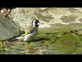 Ptasie kąpiele w ogrodzie / Birds baths in the garden