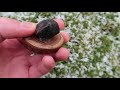 Rockhounding GARNET CRYSTALS!! The Biggest Garnets I've Ever Found!!