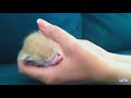 Kittens Sleeping in Hands