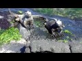 Galapagos Sea Iguanas