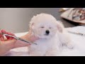 A Toy Poodle puppy takes on its newborn grooming. The youngest member of a large family.