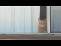 Orange cat watching thru window