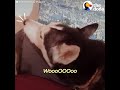 ANGRY Husky Can't Resist Singing Her Favorite Song | The Dodo