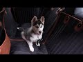 MUST-HAVE Dog Seat Cover & SUPER-SAFE Dog Seat Belt by OWLEYS