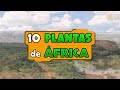 HERMOSAS PLANTAS que puedes encontrar ALREDEDOR DEL MUNDO