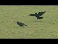 Rook digging for breakfast, looking for worms and other assorted insects