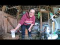 Spring/Summer Goat Milking Routine (Milking Machine) | Dairy Goat VLOG