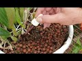 Saving an Orchid From Bacterial Rot | Fast Rhizome Bacterial Infection Spread #ninjaorchids