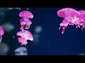 The Ocean 4K UHD - Relaxing Music Along With Beautiful Nature Videos