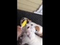 A terrier dog licks a Popsicle