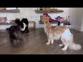 Day in the life of a Maine Coon breeder