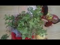 Ayusin natin ang nakakalbong Aptenia hanging basket || Aptenia propagation