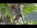 Long-tailed Sylph | Aglaiocercus Kingii | Cometa Verdiazul | Hummingbirds