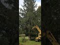 2 minute tree cutting