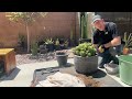 REPOTTING MY HUGE ECHINOPSIS EASTER LILY CACTUS PLANT! #cactus #plants #gardening