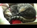 【春眠】箱の中で全く目覚めないジロウくん　Jiro never wakes up inside the box.