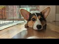 a DAY IN THE LIFE of a 5 month old CORGI PUPPY