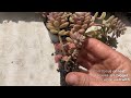 Should Succulents Grow In Shallow Or Deep Pots?