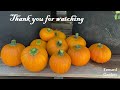 How to Grow Pumpkins from Seed in Containers | Wee Be Little Pumpkin - Easy Planting Guide