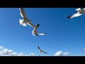 Seagulls in Slow Motion 😂🤔